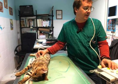 Anestesia o terapia del dolore veterinaria Roma Montesacro